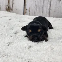 Kalahari, a female Yorkshire Terrier for sale in Roanoke Rapids, NC – Photo 8 of 9