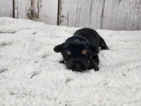 Kalahari, a female Yorkshire Terrier for sale in Roanoke Rapids, NC – Photo 8 of 9