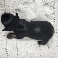 Kalahari, a female Yorkshire Terrier for sale in Roanoke Rapids, NC – Photo 9 of 9