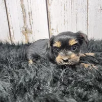 Kalahari, a female Yorkshire Terrier for sale in Roanoke Rapids, NC – Photo 1 of 9