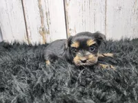 Kalahari, a female Yorkshire Terrier for sale in Roanoke Rapids, NC – Photo 1 of 9