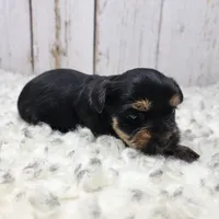 Kalahari, a female Yorkshire Terrier for sale in Roanoke Rapids, NC – Photo 4 of 9