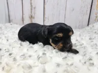 Kalahari, a female Yorkshire Terrier for sale in Roanoke Rapids, NC – Photo 4 of 9