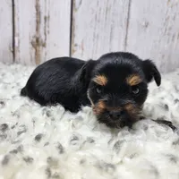 Kalahari, a female Yorkshire Terrier for sale in Roanoke Rapids, NC – Photo 3 of 9