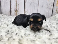 Kalahari, a female Yorkshire Terrier for sale in Roanoke Rapids, NC – Photo 3 of 9