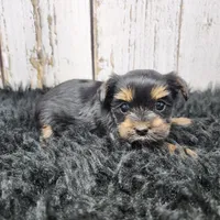 Kalahari, a female Yorkshire Terrier for sale in Roanoke Rapids, NC – Photo 2 of 9