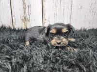 Kalahari, a female Yorkshire Terrier for sale in Roanoke Rapids, NC – Photo 2 of 9