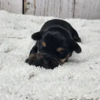 Kalahari, a female Yorkshire Terrier for sale in Roanoke Rapids, NC – Photo 5 of 9