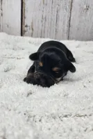 Kalahari, a female Yorkshire Terrier for sale in Roanoke Rapids, NC – Photo 5 of 9