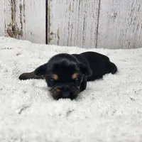 Kalahari, a female Yorkshire Terrier for sale in Roanoke Rapids, NC – Photo 7 of 9