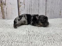 Halcyon, a male Yorkshire Terrier for sale in Roanoke Rapids, NC – 2 of 4