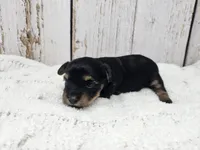 Daphne, a female Yorkshire Terrier for sale in Roanoke Rapids, NC – Photo 2 of 4