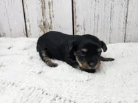 Daphne, a female Yorkshire Terrier for sale in Roanoke Rapids, NC – Photo 3 of 4