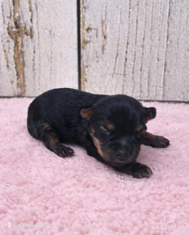 Daphne – Yorkshire Terrier puppy for sale in Roanoke Rapids, NC