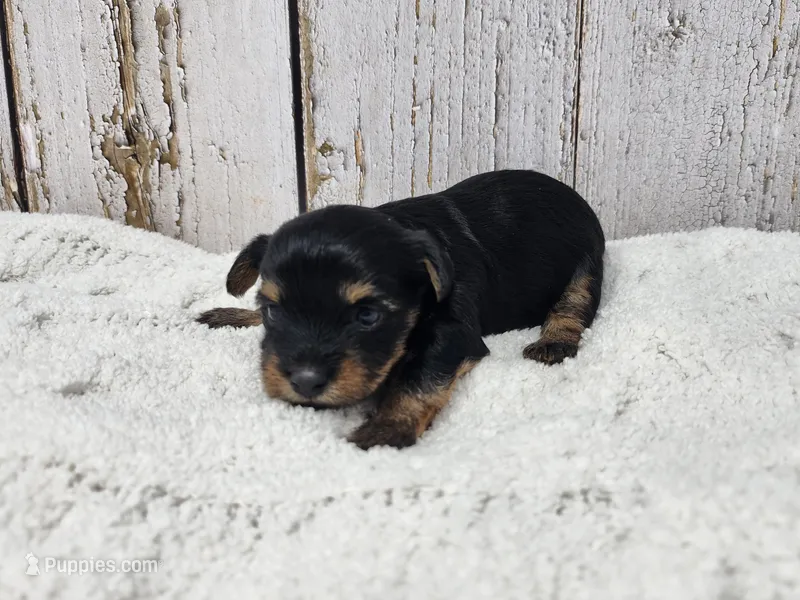 Daphne – Yorkshire Terrier puppy for sale in Roanoke Rapids, NC