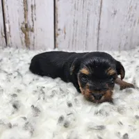 Acacia, a female Yorkshire Terrier for sale in Roanoke Rapids, NC – Photo 4 of 8