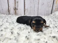 Acacia, a female Yorkshire Terrier for sale in Roanoke Rapids, NC – Photo 4 of 8