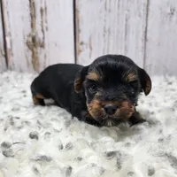 Acacia, a female Yorkshire Terrier for sale in Roanoke Rapids, NC – Photo 2 of 8