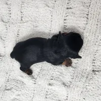 Acacia, a female Yorkshire Terrier for sale in Roanoke Rapids, NC – Photo 8 of 8