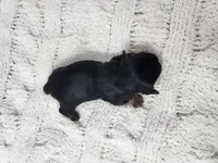 Acacia, a female Yorkshire Terrier for sale in Roanoke Rapids, NC – Photo 8 of 8