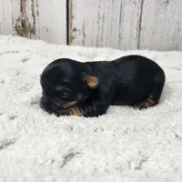 Acacia, a female Yorkshire Terrier for sale in Roanoke Rapids, NC – Photo 5 of 8