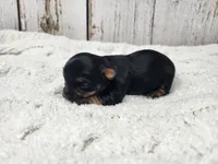 Acacia, a female Yorkshire Terrier for sale in Roanoke Rapids, NC – Photo 5 of 8