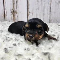 Acacia, a female Yorkshire Terrier for sale in Roanoke Rapids, NC – Photo 3 of 8