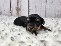 Acacia, a female Yorkshire Terrier for sale in Roanoke Rapids, NC – Photo 3 of 8