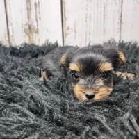 Acacia, a female Yorkshire Terrier for sale in Roanoke Rapids, NC – Photo 1 of 8