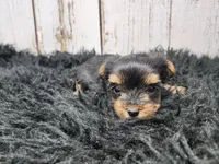 Acacia, a female Yorkshire Terrier for sale in Roanoke Rapids, NC – Photo 1 of 8