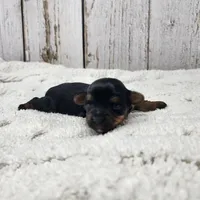 Acacia, a female Yorkshire Terrier for sale in Roanoke Rapids, NC – Photo 7 of 8