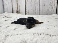 Acacia, a female Yorkshire Terrier for sale in Roanoke Rapids, NC – Photo 7 of 8