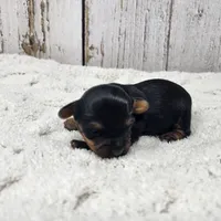 Acacia, a female Yorkshire Terrier for sale in Roanoke Rapids, NC – Photo 6 of 8