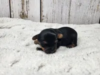 Acacia, a female Yorkshire Terrier for sale in Roanoke Rapids, NC – Photo 6 of 8