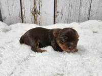 Oak, a male Yorkshire Terrier for sale in Roanoke Rapids, NC – Photo 3 of 6