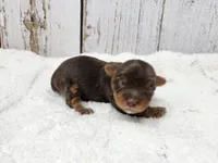 Oak, a male Yorkshire Terrier for sale in Roanoke Rapids, NC – Photo 1 of 6