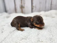 Oak, a male Yorkshire Terrier for sale in Roanoke Rapids, NC – Photo 2 of 6