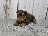 Rigatoni, a male Yorkshire Terrier for sale in Roanoke Rapids, NC – 3 of 3
