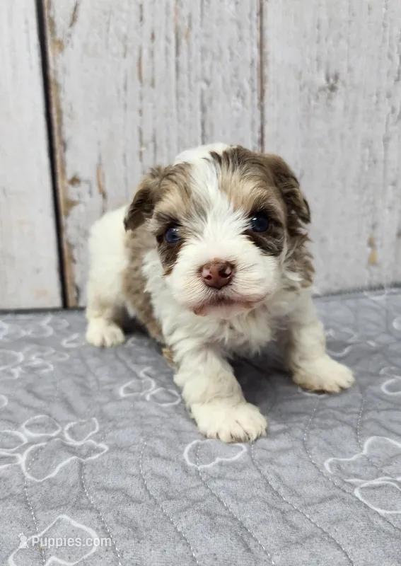 Fionn – Yorkshire Terrier puppy for sale in Roanoke Rapids, NC
