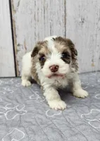 Fionn, a male Yorkshire Terrier for sale in Roanoke Rapids, NC – 1 of 8