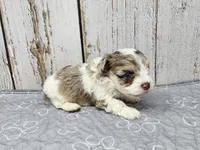 Fionn, a male Yorkshire Terrier for sale in Roanoke Rapids, NC – 5 of 8
