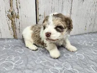 Fionn, a male Yorkshire Terrier for sale in Roanoke Rapids, NC – 4 of 8