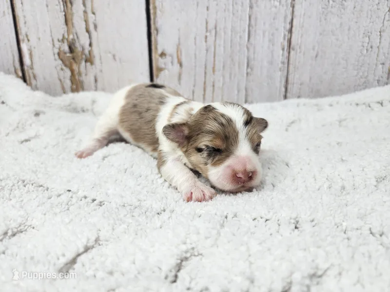 Fionn – Yorkshire Terrier puppy for sale in Roanoke Rapids, NC