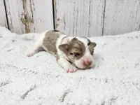 Fionn, a male Yorkshire Terrier for sale in Roanoke Rapids, NC – Photo 1 of 3