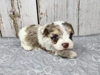 Fionn, a male Yorkshire Terrier for sale in Roanoke Rapids, NC – 3 of 8