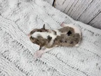 Fionn, a male Yorkshire Terrier for sale in Roanoke Rapids, NC – Photo 3 of 3