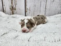 Fionn, a male Yorkshire Terrier for sale in Roanoke Rapids, NC – Photo 2 of 3