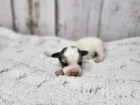 Saoirse, a female Yorkshire Terrier for sale in Roanoke Rapids, NC – Photo 3 of 4