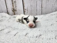 Saoirse, a female Yorkshire Terrier for sale in Roanoke Rapids, NC – Photo 1 of 4