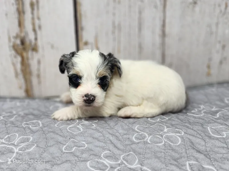 Saoirse – Yorkshire Terrier puppy for sale in Roanoke Rapids, NC